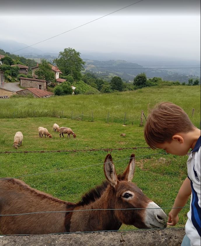 BURRO G